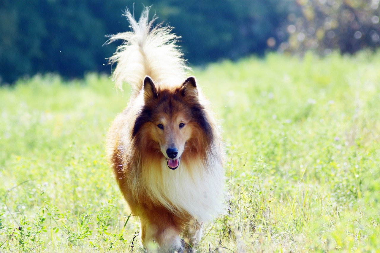 how can i tell if my dog has lyme disease