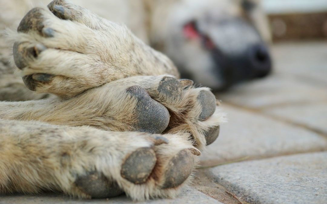 Reasons Dogs Lick Their Paws