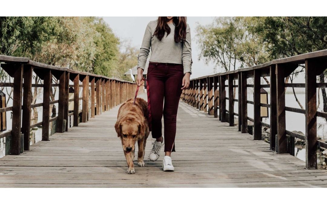 Tricks To Get Your Dog To Walk Calmly - Pine City Animal Hospital