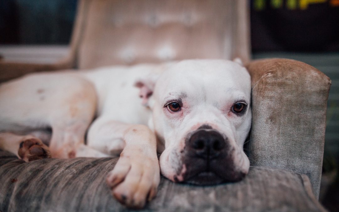 White boxer laying on a chair