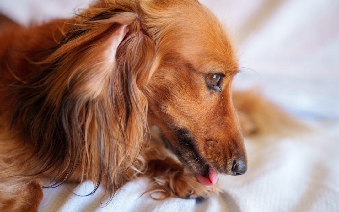 How to Treat and Prevent Hot Spots in Pets