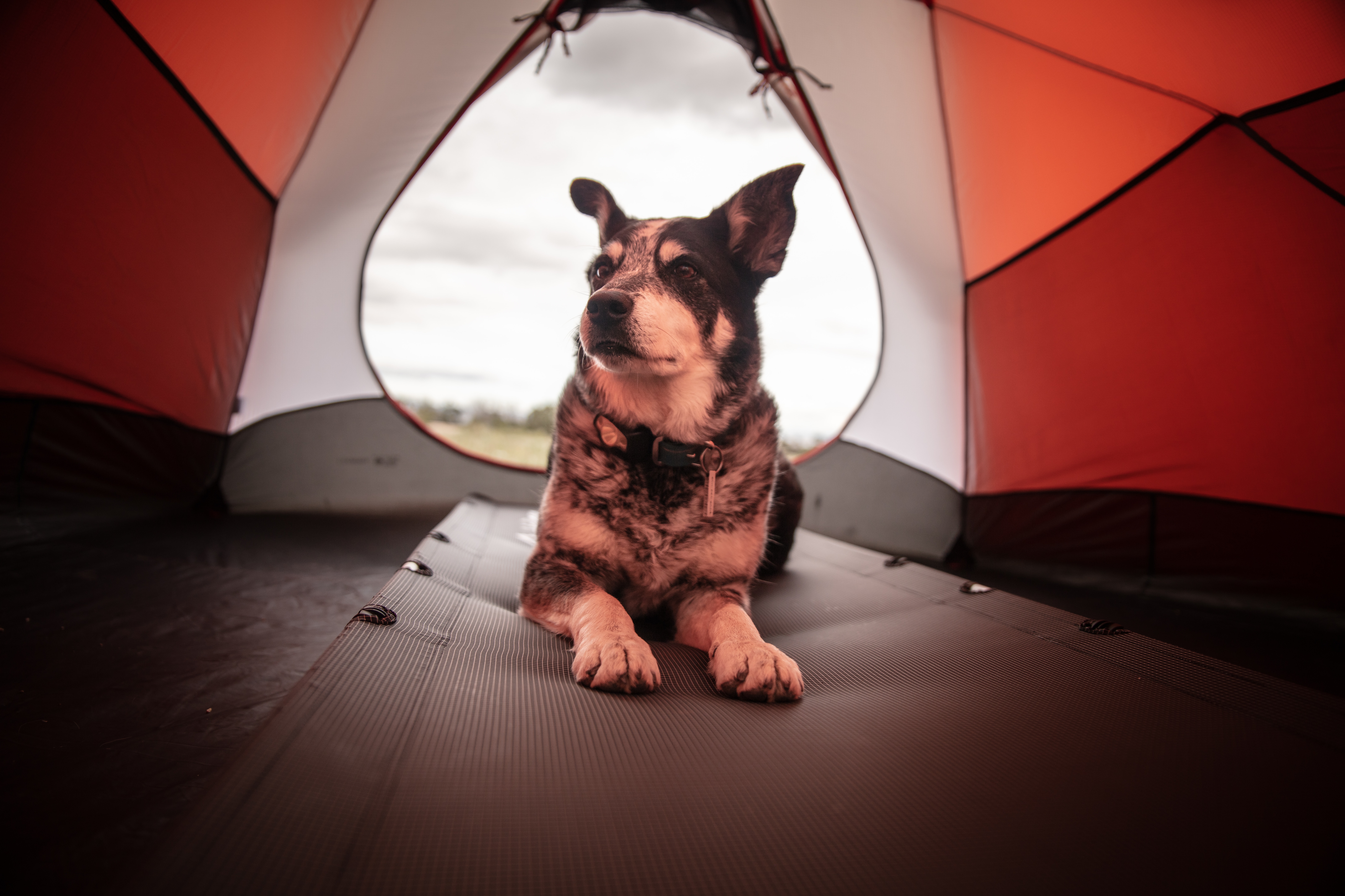 Important Advice for Pet-Friendly Camping