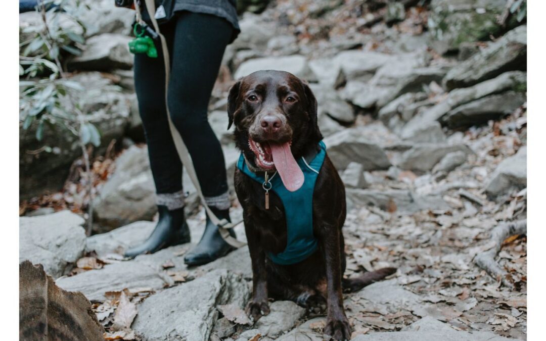 Discover Enjoyable Outdoor Ventures with Your Furry Friend