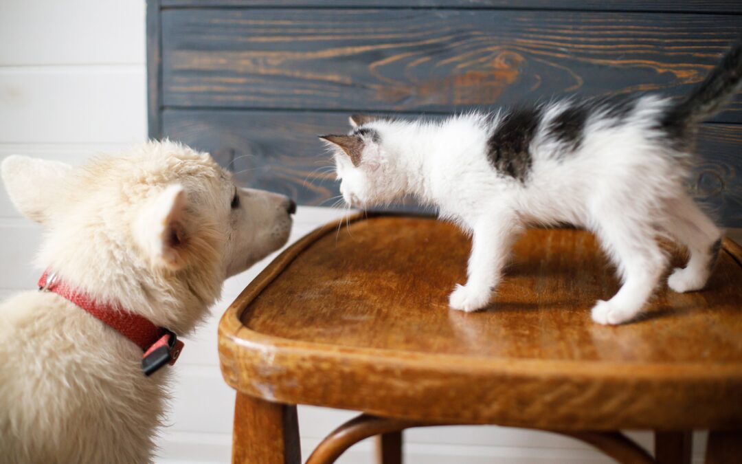 Smooth Transitions: Making New Pet Introductions a Success