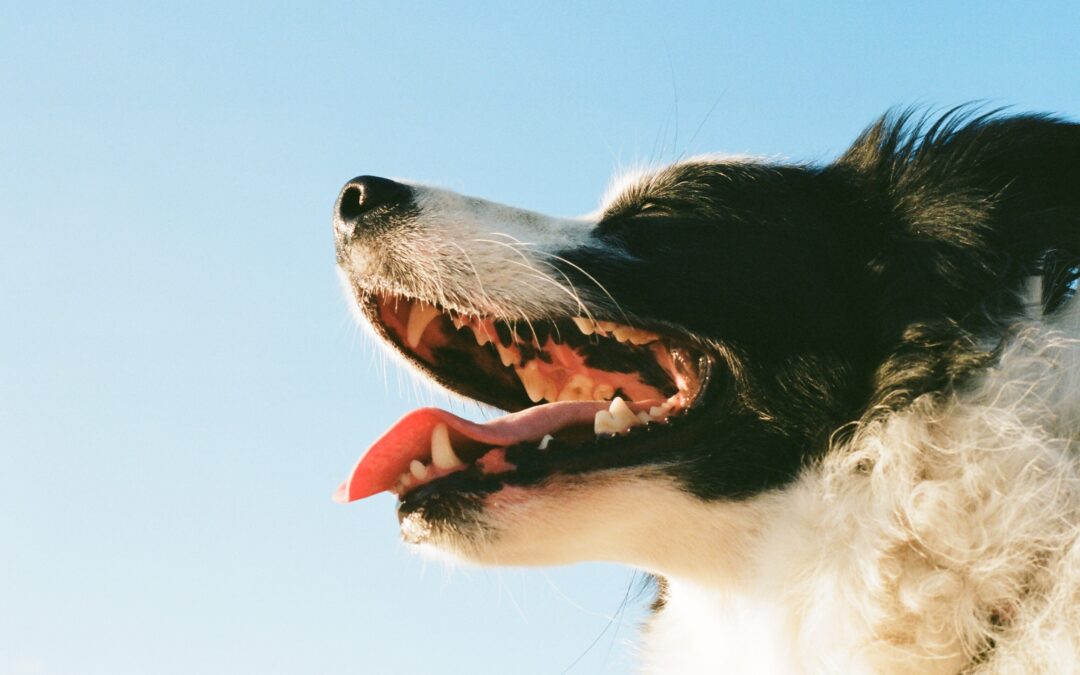Navigating Canine Dental Health