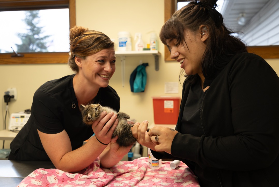Vets smiling with kitten in pink blanket